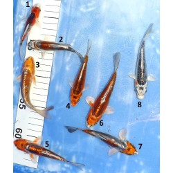 Tosaï : Kin Kikokuryu et Doitsu Kujaku éleveur Ikarashi Ozumi