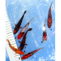 Tosaï : Beni Kumonryu éleveur Ikarashi Ozumi