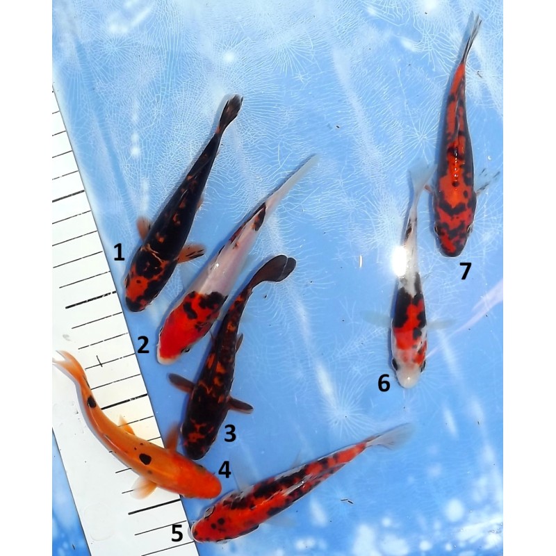 Tosaï : Beni Kumonryu éleveur Ikarashi Ozumi