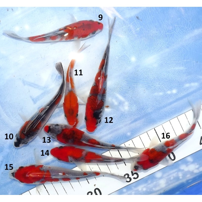 Tosaï : Goshiki n°9-16 éleveur Ikarashi Ozumi