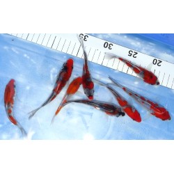 Tosaï : Goshiki n°9-16 éleveur Ikarashi Ozumi