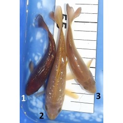 Tosaï : Ginrin Chagoï et Chagoï éleveur Ikarashi Ozumi