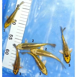 Tosaï : Ginrin Kin Ki Matsuba et Ki Matsuba éleveur Ikarashi Ozumi