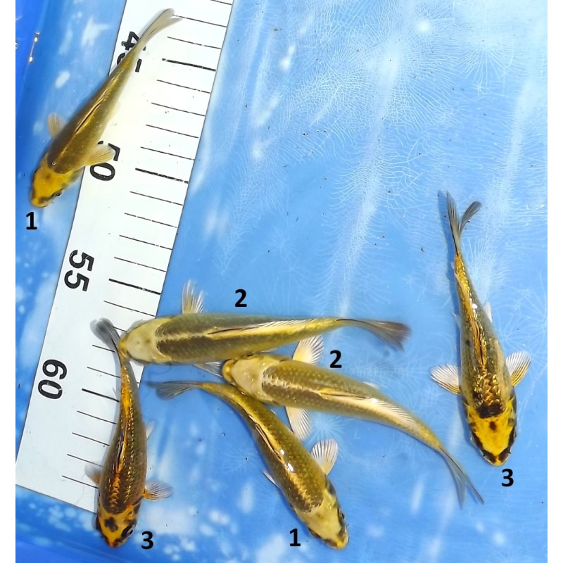 Tosaï : Ginrin Kin Ki Matsuba et Ki Matsuba éleveur Ikarashi Ozumi