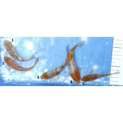 Tosaï : Ginrin Ochiba et Ochiba éleveur Ikarashi Ozumi