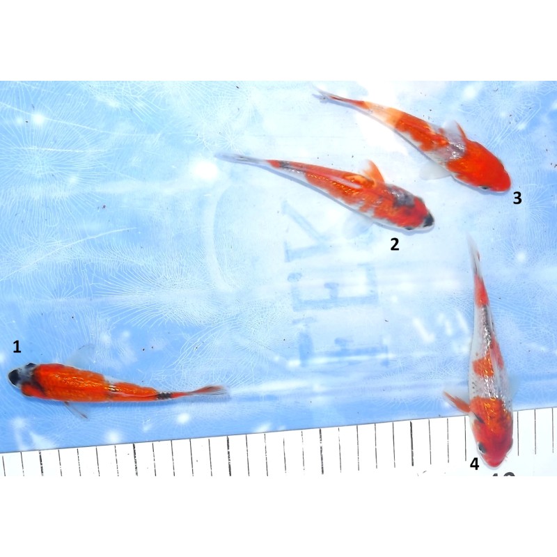 Tosaï : Ginrin Goshiki éleveur Ikarashi Ozumi