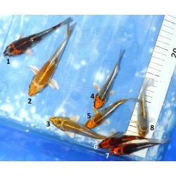 Tosaï : Ginga et Kogane Ochiba éleveur Ikarashi Ozumi