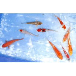 Tosaï : Tancho Beni Kumonryu, Hariwake et mix éleveur Ikarashi Ozumi