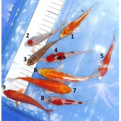 Tosaï : Tancho Beni Kumonryu, Hariwake et mix éleveur Ikarashi Ozumi