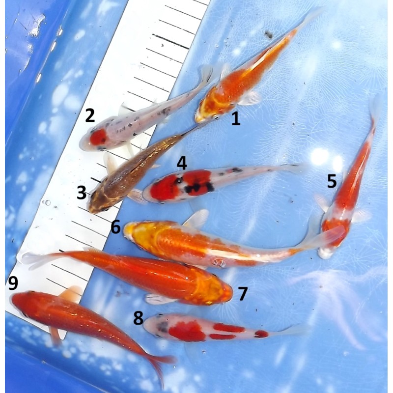 Tosaï : Tancho Beni Kumonryu, Hariwake et mix éleveur Ikarashi Ozumi