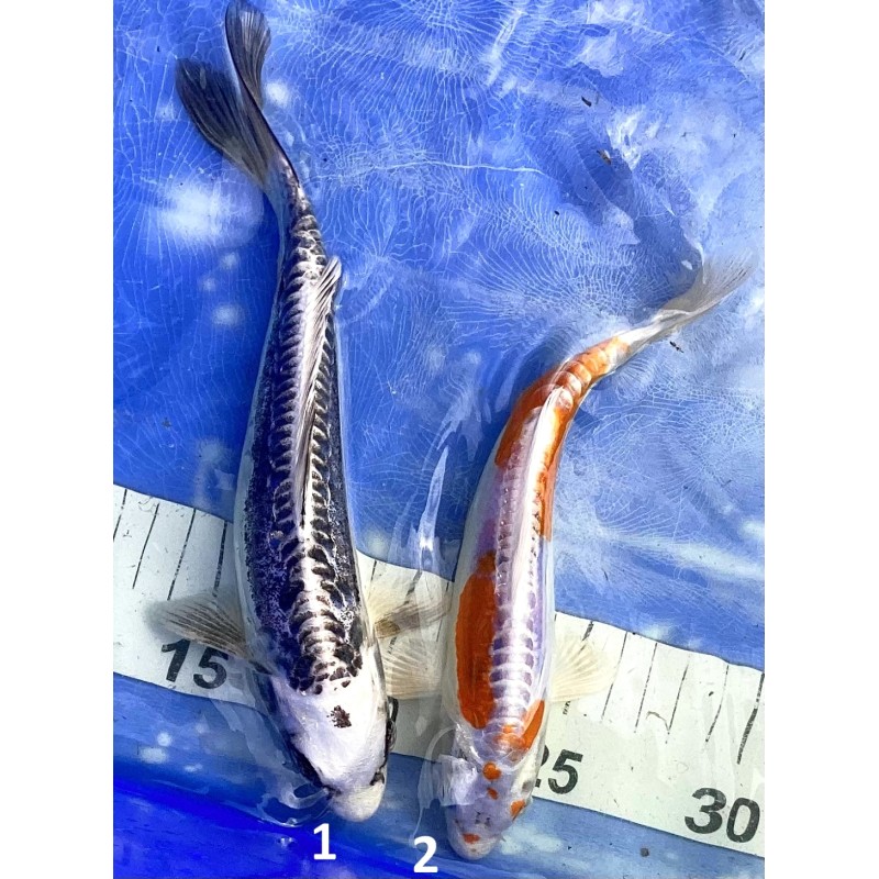 Kikusui et Kikokuryu éleveur Ikarashi Ozumi