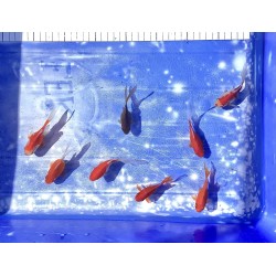 Shishidama inf à 10cm F1 Japon