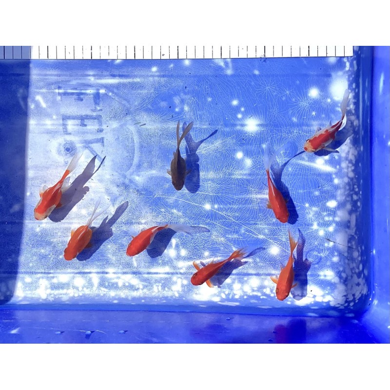 Shishidama inf à 10cm F1 Japon