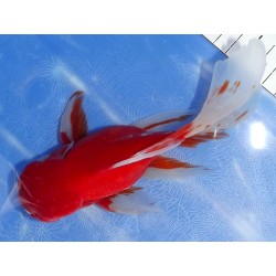 Shishidama VHQ du Japon