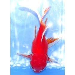 Shishidama VHQ du Japon