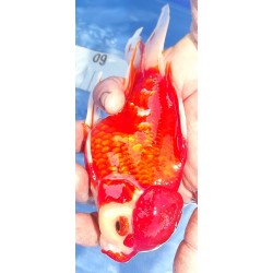 Shishidama VHQ du Japon