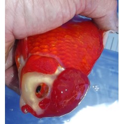 Shishidama VHQ du Japon