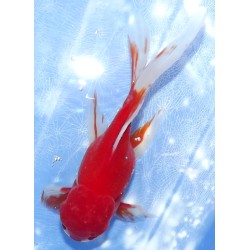 Shishidama VHQ du Japon