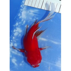 Shishidama VHQ du Japon