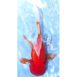 Shishidama VHQ du Japon