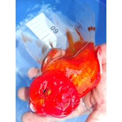 Shishidama VHQ du Japon