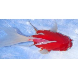 Shishidama VHQ du Japon