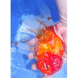 Shishidama VHQ du Japon