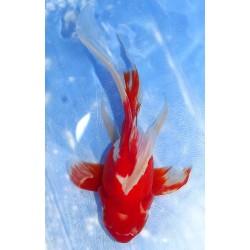 Shishidama VHQ du Japon