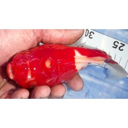 Shishidama VHQ du Japon