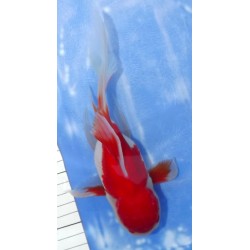 Shishidama VHQ du Japon