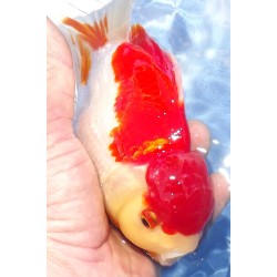 Shishidama VHQ du Japon