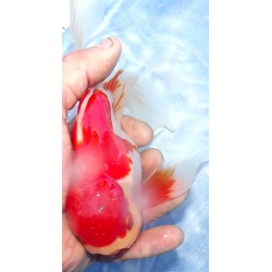 Shishidama VHQ du Japon