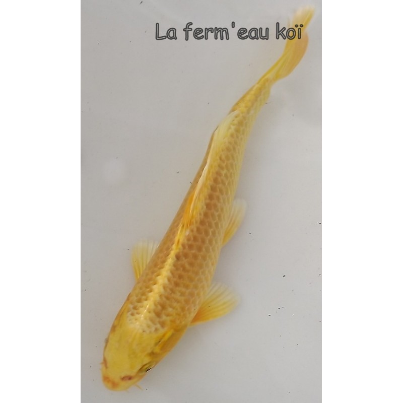 YAMABUKI Grade A 20-25