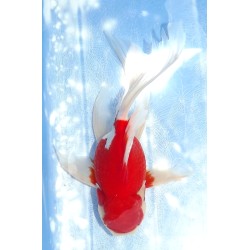 Shishidama VHQ du Japon