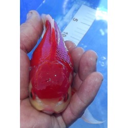 Shishidama VHQ du Japon