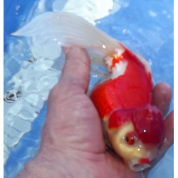 Shishidama VHQ du Japon