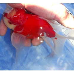 Shishidama VHQ du Japon