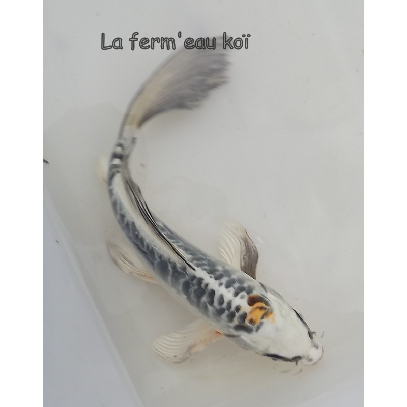 BENI KIKOKURYU voile 20-25 cm