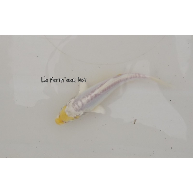 DOITSU HARIWAKE 12-15 cm Japon Marusaka tosaï