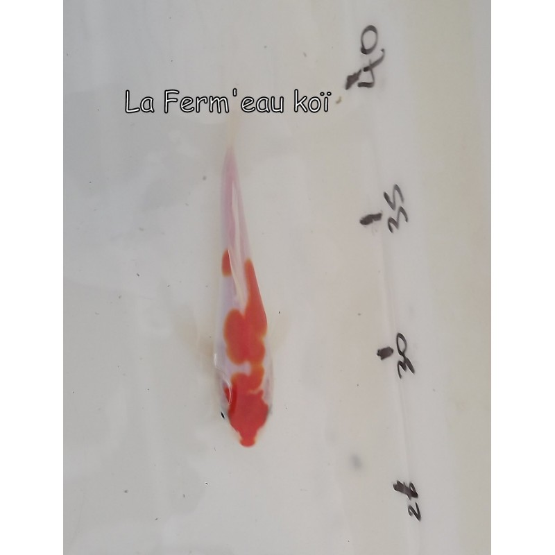 DOITSU KOHAKU  12-15 cm Japon Marusaka tosaï