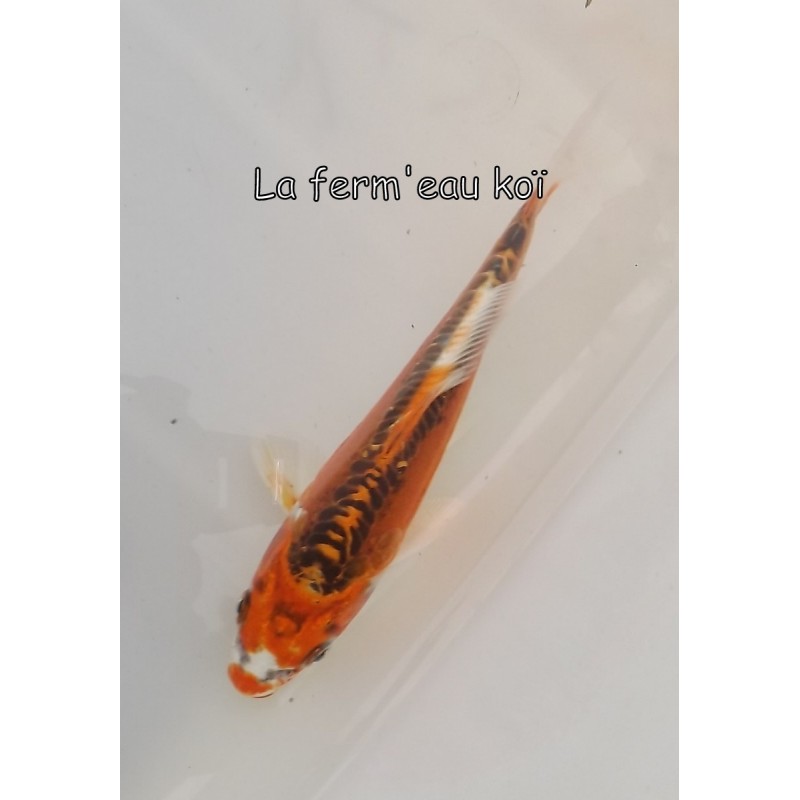 DOITSU KUJAKU  12-15 cm Japon Marusaka tosaï