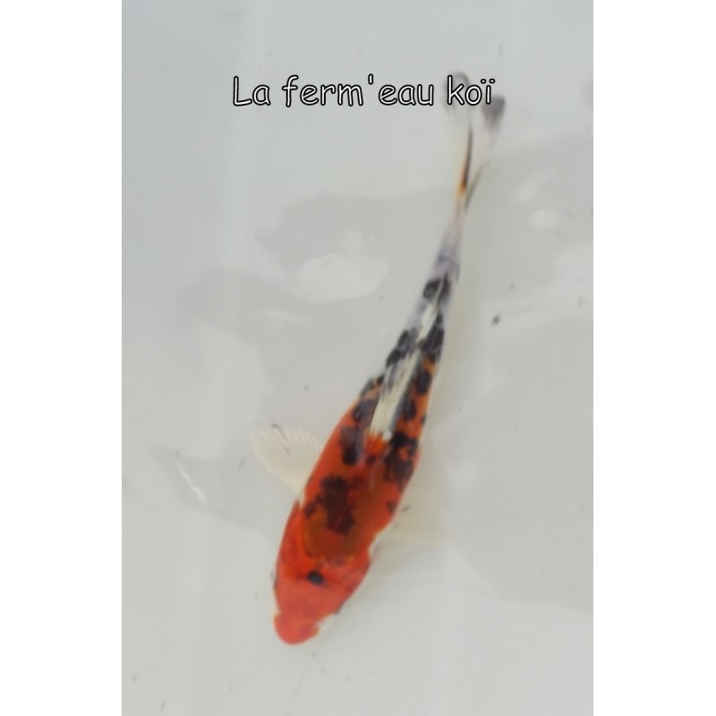 DOITSU YAMATONISHIKI  12-15 cm Japon Marusaka tosaï