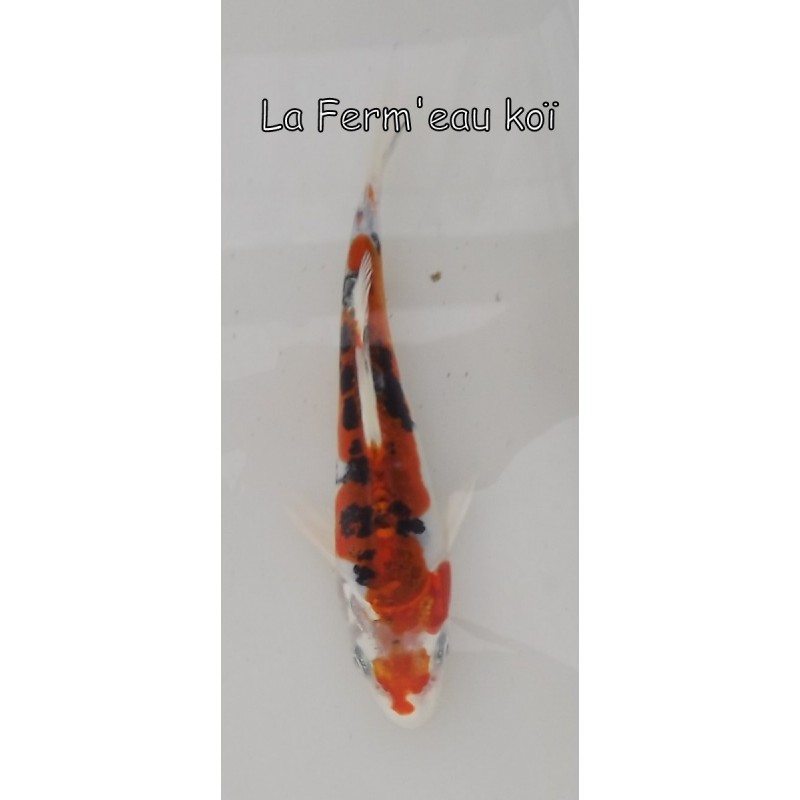 DOITSU YAMATONISHIKI  12-15 cm Japon Marusaka tosaï