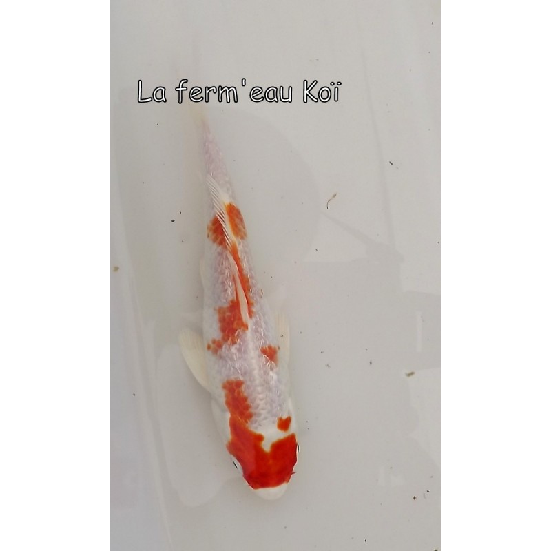 GINRIN KOHAKU  12-15 cm Japon Marusaka tosaï