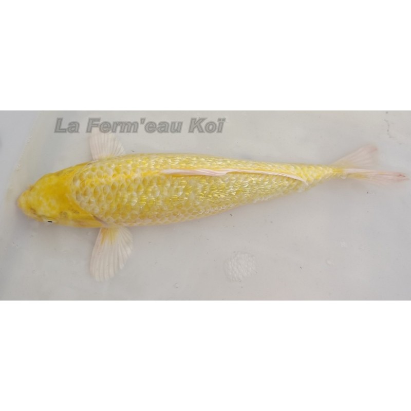 ginrin yamabuki 30-35 cm