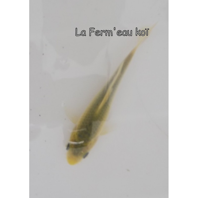 MIDORIGOÏ 12-15 cm Japon Marusaka tosaï