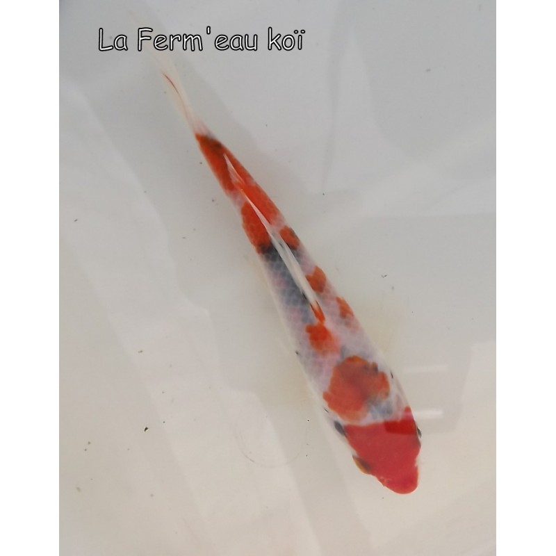 SANKE 12-15 cm Japon Marusaka tosaï