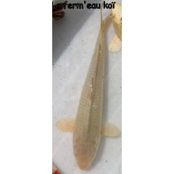 Chagoï/Soragoï  eleveur Hirasawa 40cm