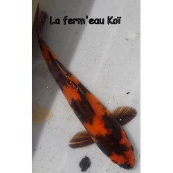 Kin utsuri eleveur Hirasawa