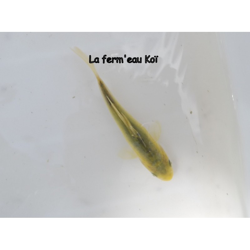 DOITSU MIDORIGOÏ  12-15 cm Japon Marusaka tosaï